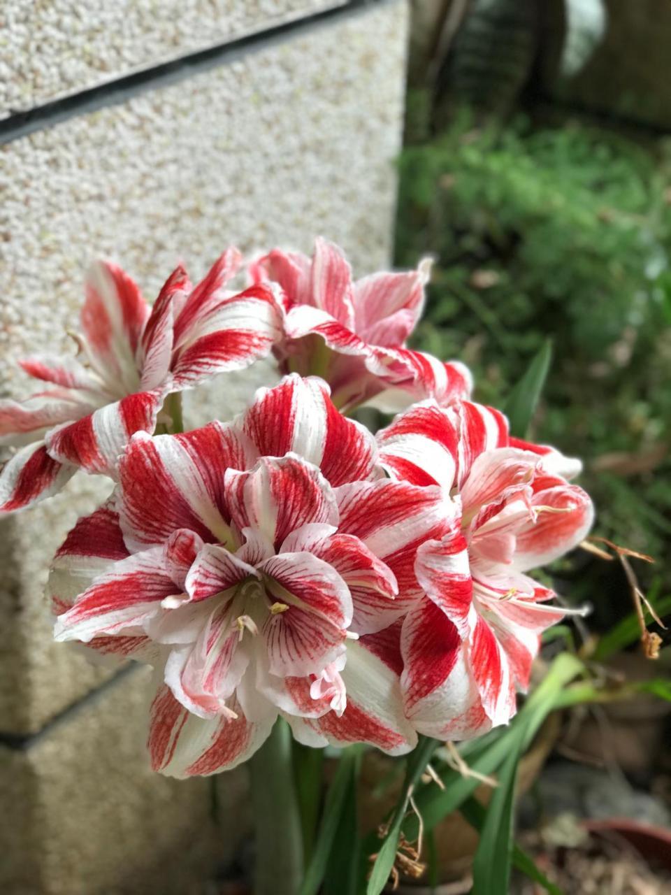 花蓮 達芙妮花園民宿 Ji'an Exterior photo
